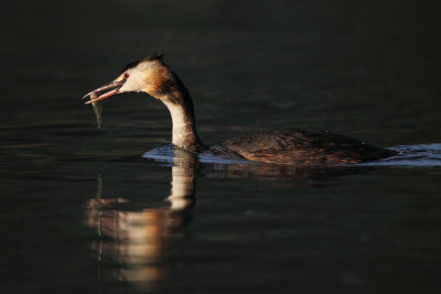 Great crested grebe, with fish