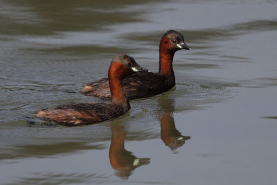 Little grebes, mating plumage