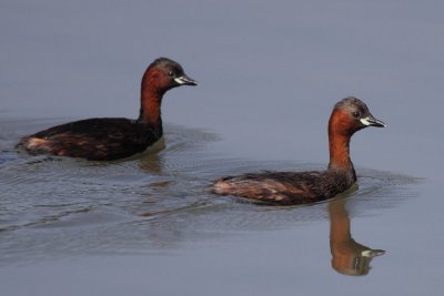 Little grebes , mating plumage