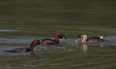 Little grebes