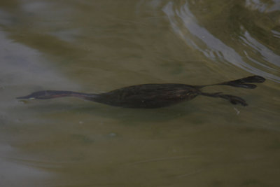 Little grebe