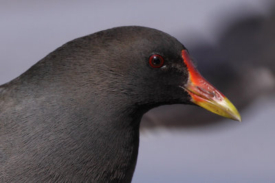 Common Moorhen