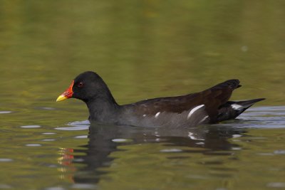 Common Moorhen