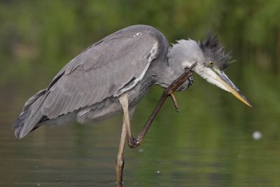 Grey Heron, grooming