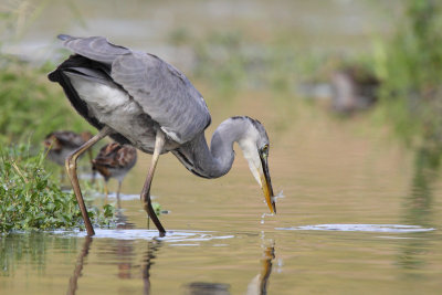 Grey heron, juvenile
