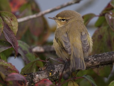 Chiffchaff