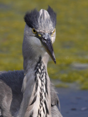 Grey heron, immature