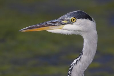 Grey heron, immature