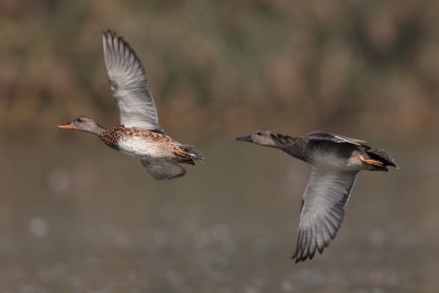 Gadwall