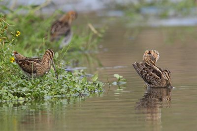 Common Snipe - Mating Display