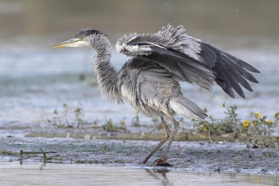 Grey Heron, grooming