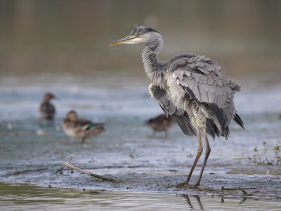 Grey Heron, grooming