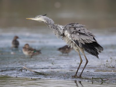 Grey Heron, grooming