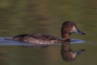 Tufted Duck, female, immature