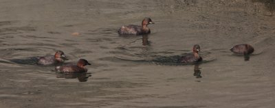 Little grebes