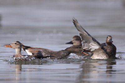 Gadwall