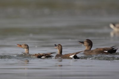 Gadwall