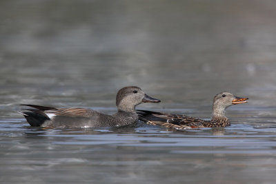 Gadwall