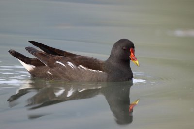 Common Moorhen