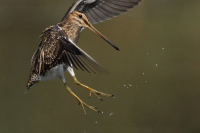 Common Snipe - Bathing