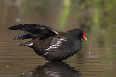 Common Moorhen