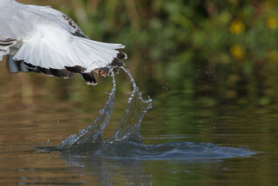 Black-headed gull