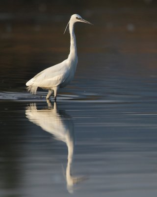 Little Egret