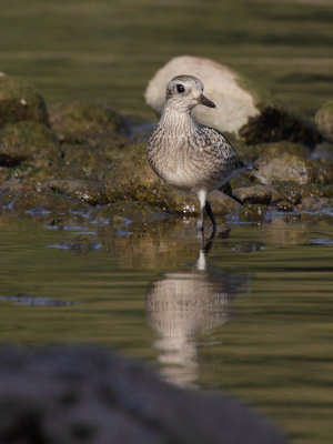 Grey Plover