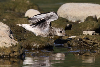 Grey Plover