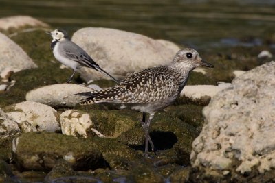 Grey Plover