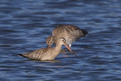 Bar-Tailed Godwit