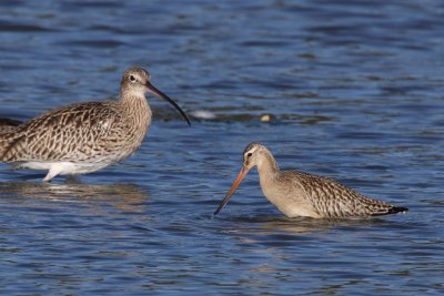 Bar-Tailed Godwit