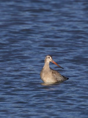 Bar-Tailed Godwit