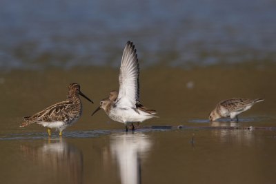 Dunlin