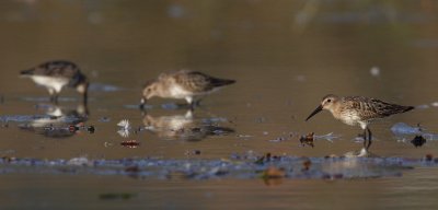 Dunlin