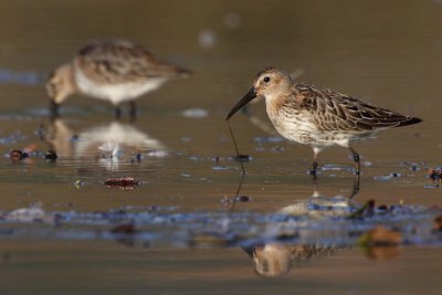 Dunlin