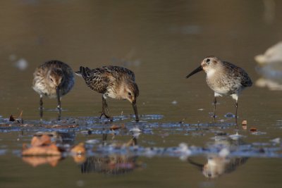 Dunlin