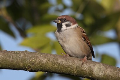 Tree Sparrow