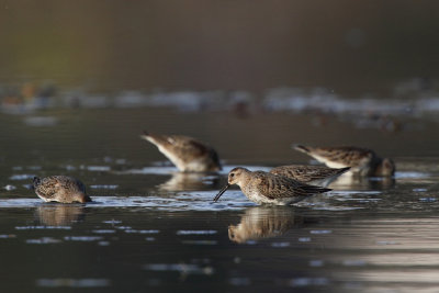 Dunlin
