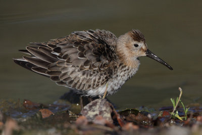 Dunlin