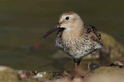 Dunlin