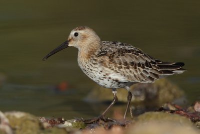 Dunlin
