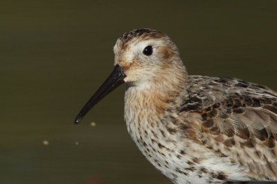 Dunlin