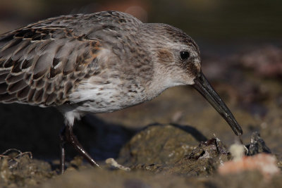 Dunlin