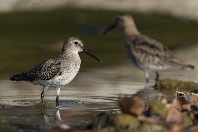 Dunlin