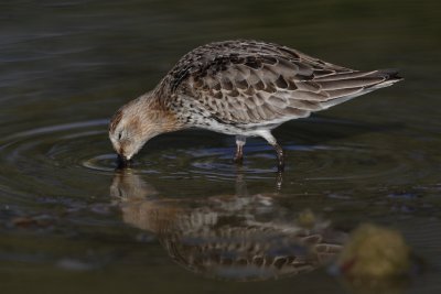 Dunlin