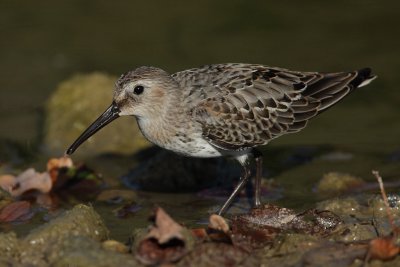 Dunlin