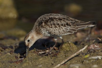 Dunlin