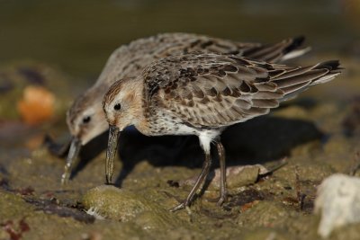 Dunlin