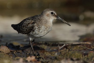 Dunlin